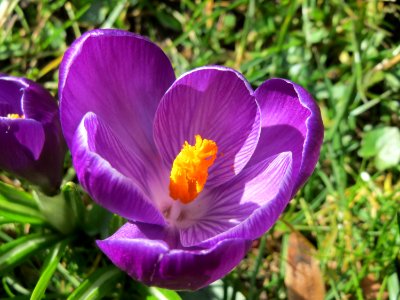 20150305Crocus_vernus_cultivars