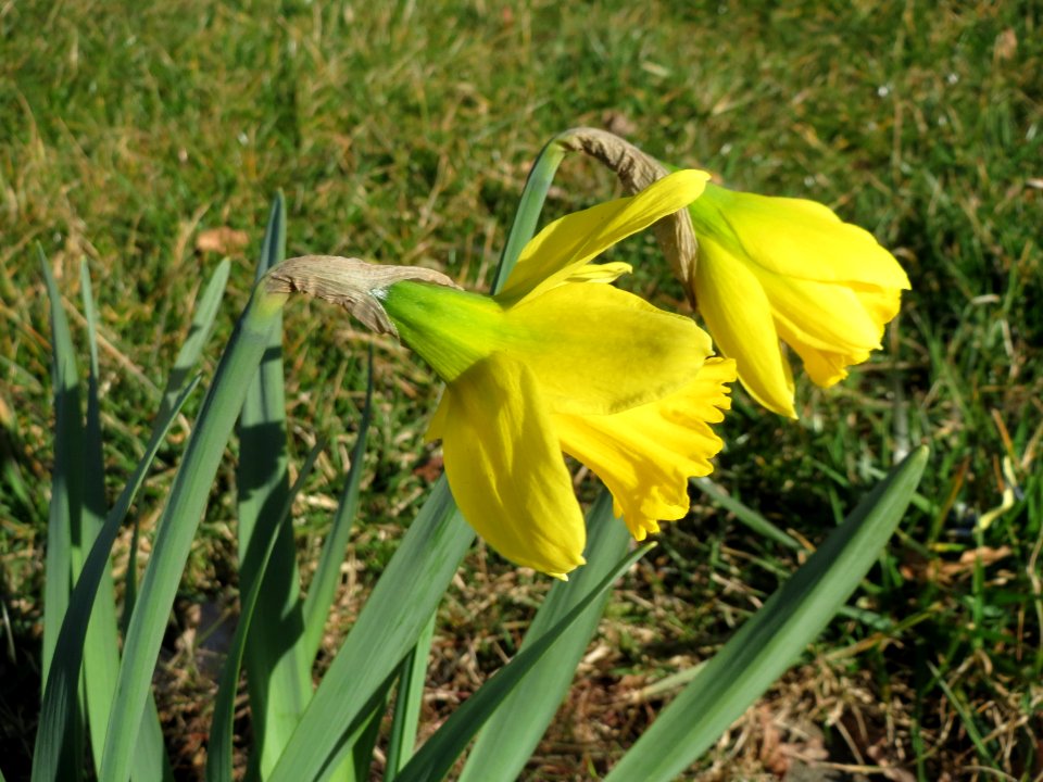 20150311Narcissus_pseudonarcissus1