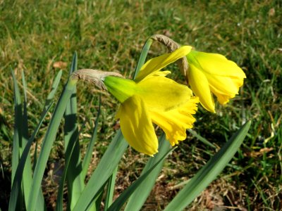 20150311Narcissus_pseudonarcissus1