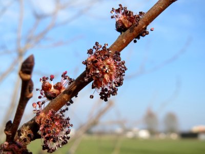 20150316Ulmus_minor3