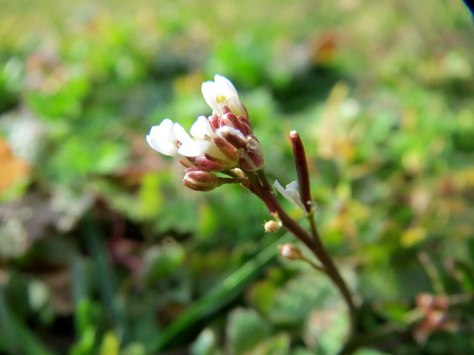 20150307Cardamine_hirsuta1