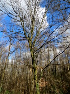 20150305Carpinus_betulus