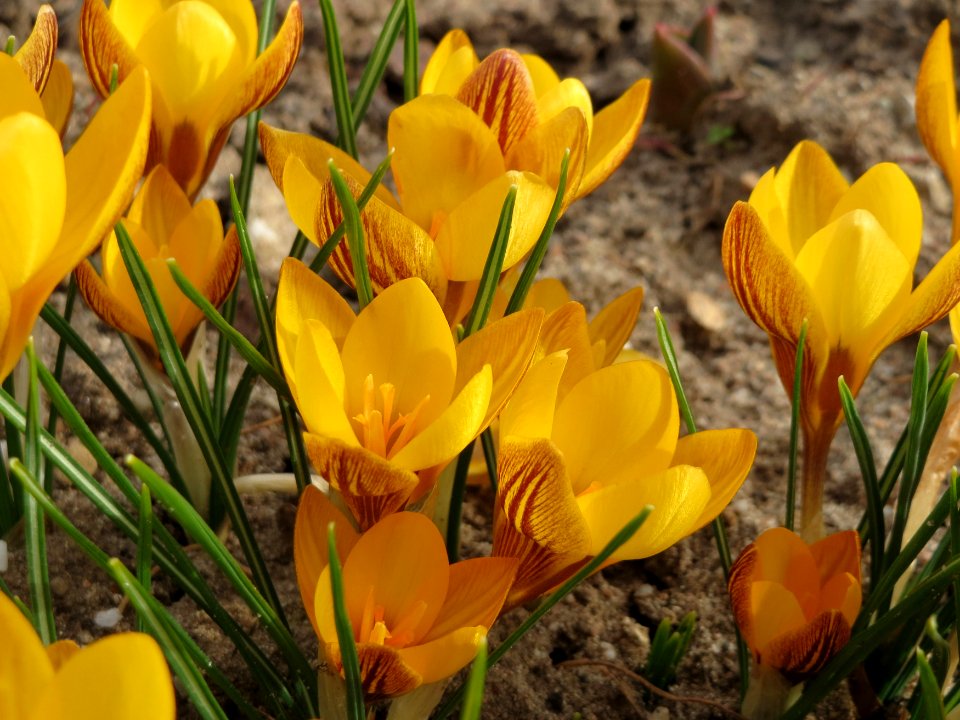20150307Crocus_chrysanthus1