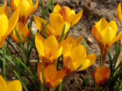 20150307Crocus_chrysanthus1
