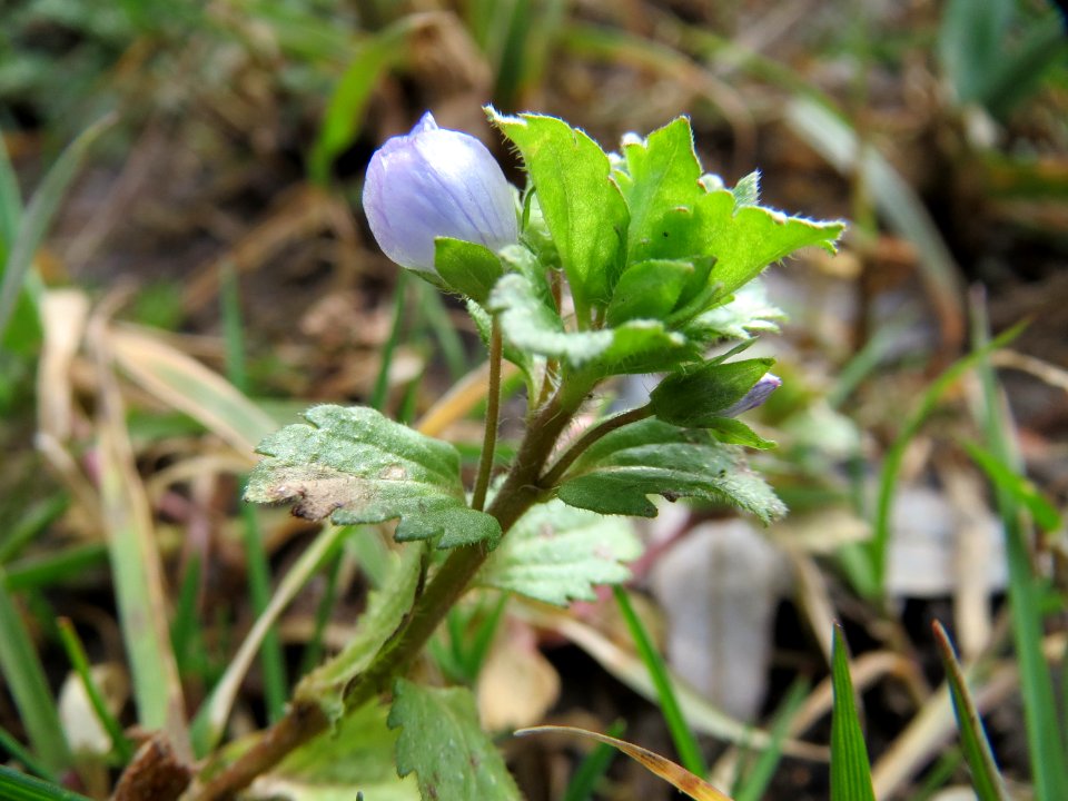 20150304Veronica_persica