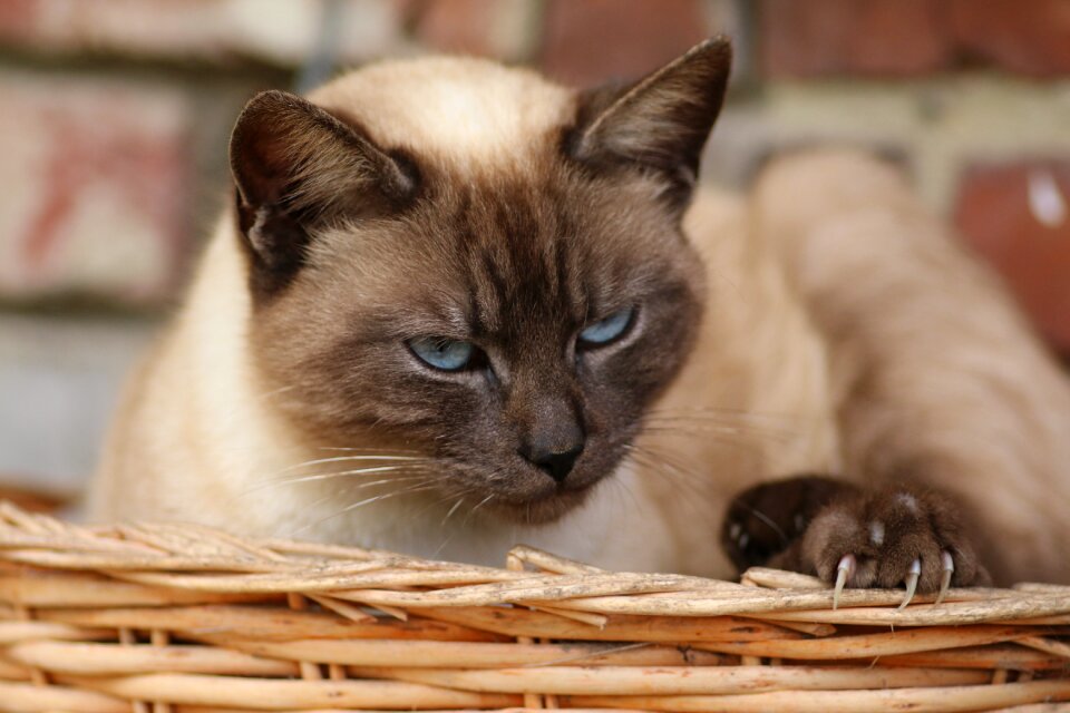Cat head pet animal