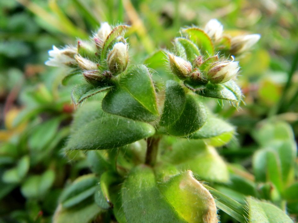 20150307Cerastium_glomeratum1