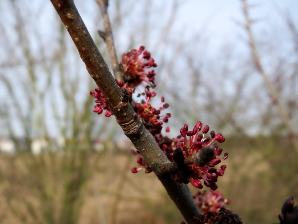 20150308Ulmus_minor1