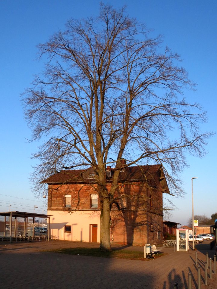 20150212Tilia_cordata1