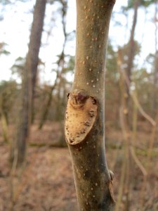 20150308Ailanthus_altissima2
