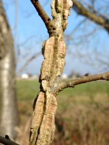 20150316Ulmus_minor1