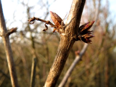 20150213Lonicera_xylosteum2
