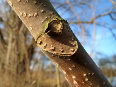 20150309Ailanthus_altissima3