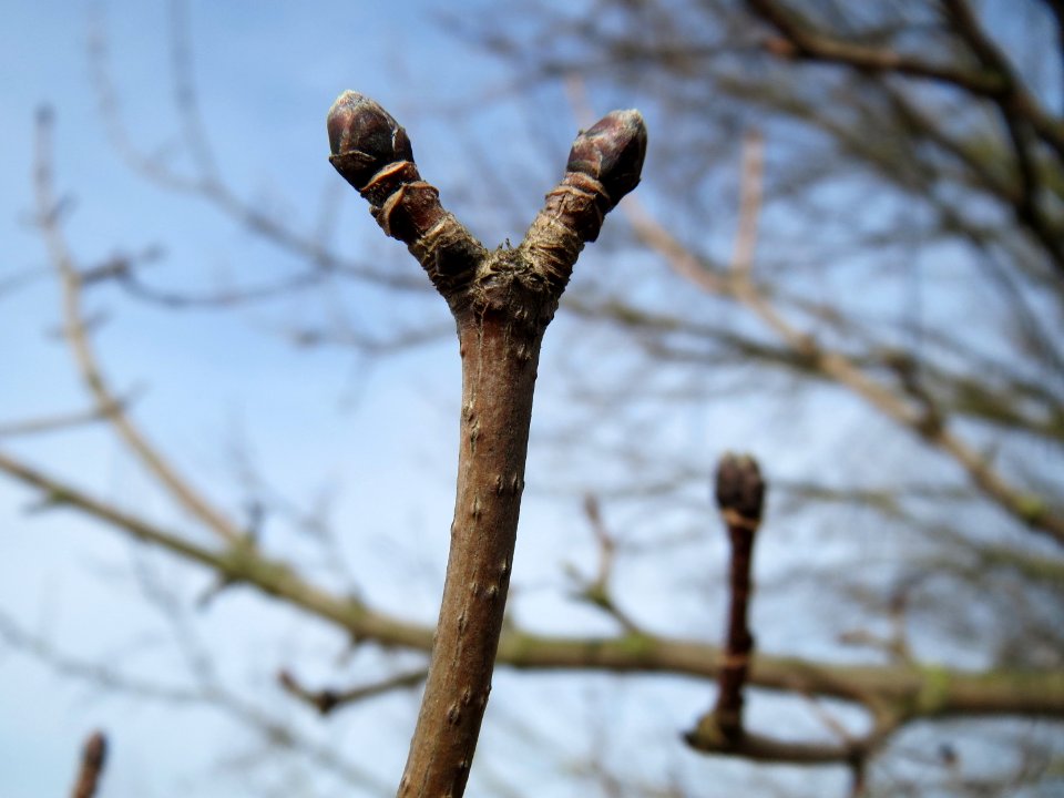 20150308Acer_campestre1