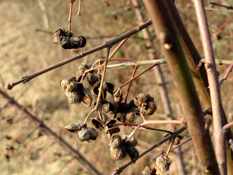 20150213Euonymus_europaeus4