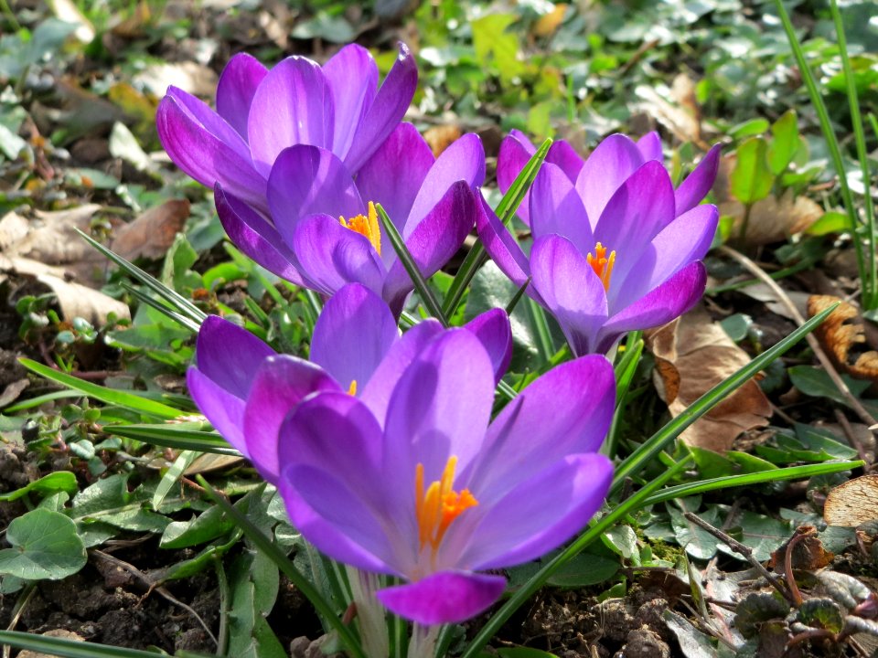 20150307Crocus_tommasinianus3