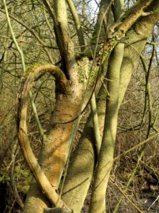 20150312Salix_cinerea02
