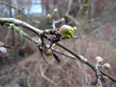 20150219Cornus_mas1