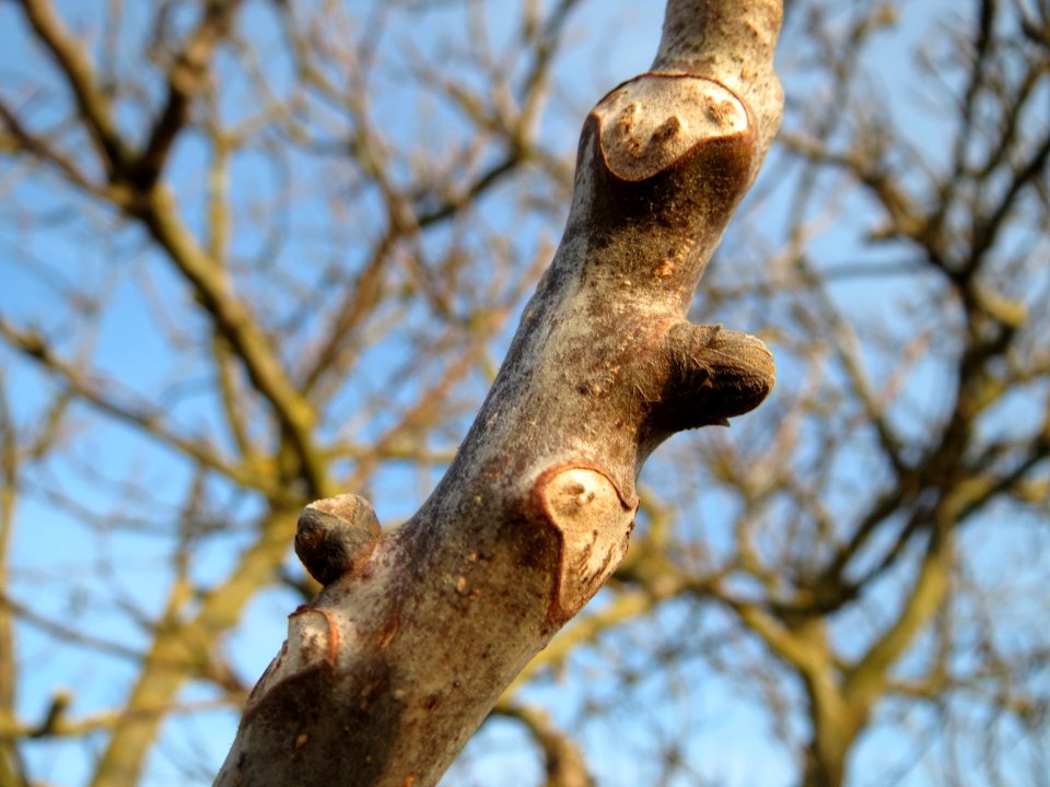 20150213Juglans_regia2
