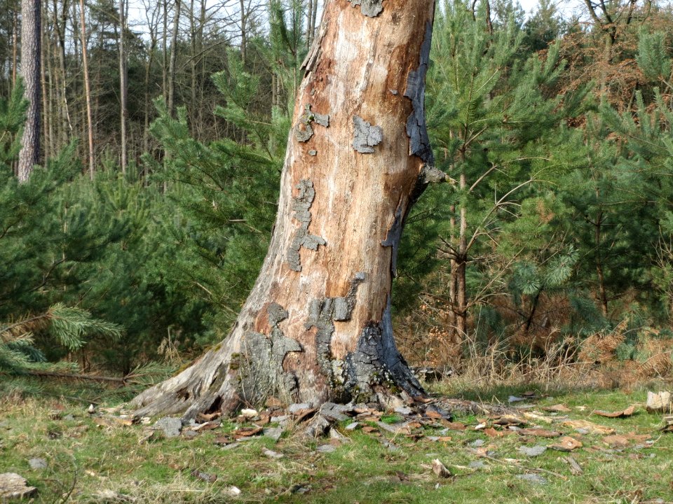 20150308Fagus_sylvatica2