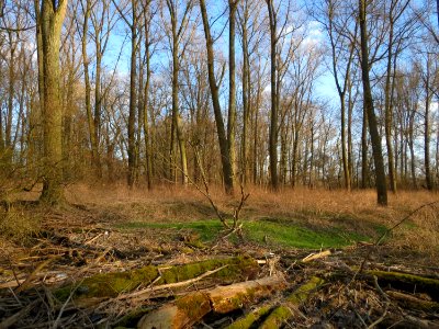20150312Populus_x_canadensis2