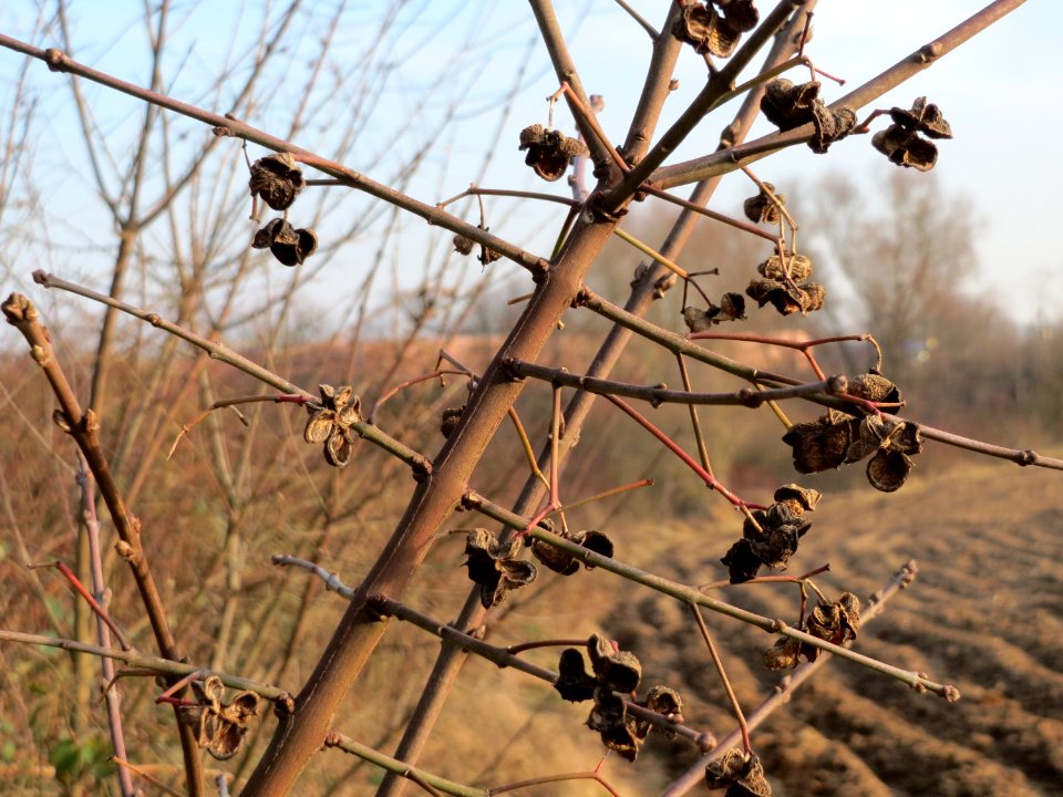 20150213Euonymus_europaeus3