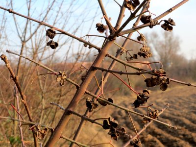 20150213Euonymus_europaeus3