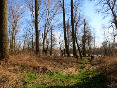 20150312Populus_x_canadensis3