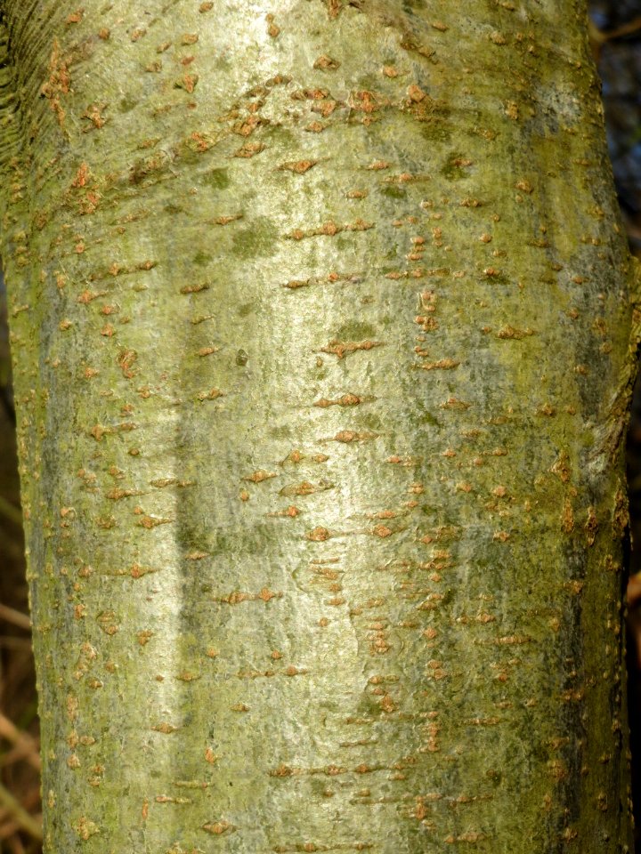 20150309Alnus_incana3