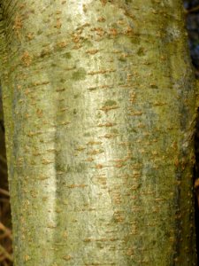 20150309Alnus_incana3