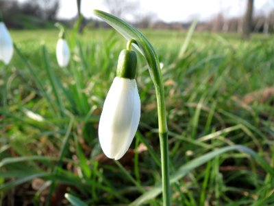 20150213Galanthus_nivalis4