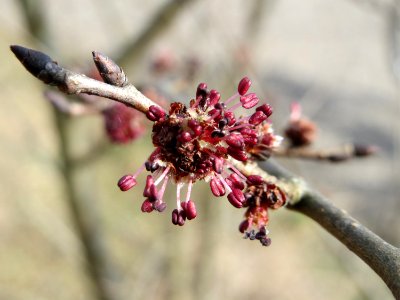 20150308Ulmus_minor2