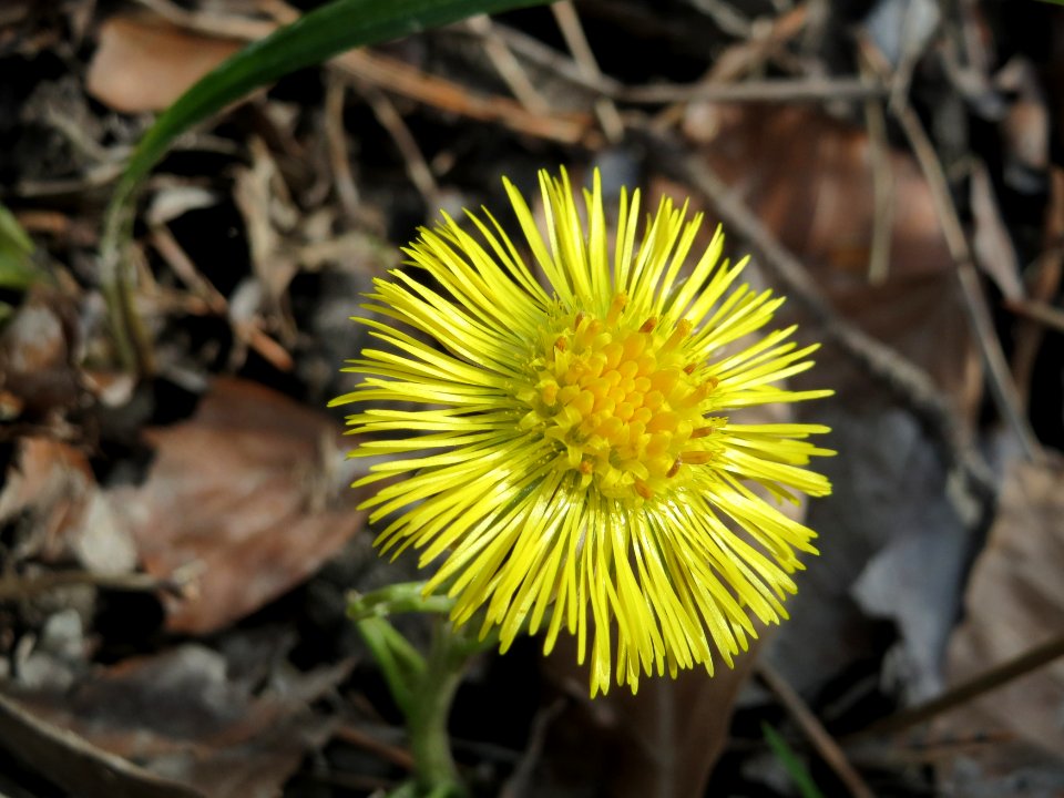 20150308Tussilago_farfara2