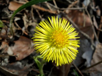20150308Tussilago_farfara2