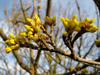 20150307Cornus_mas5