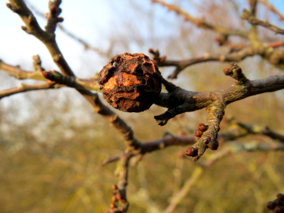 20150213Prunus_spinosa2