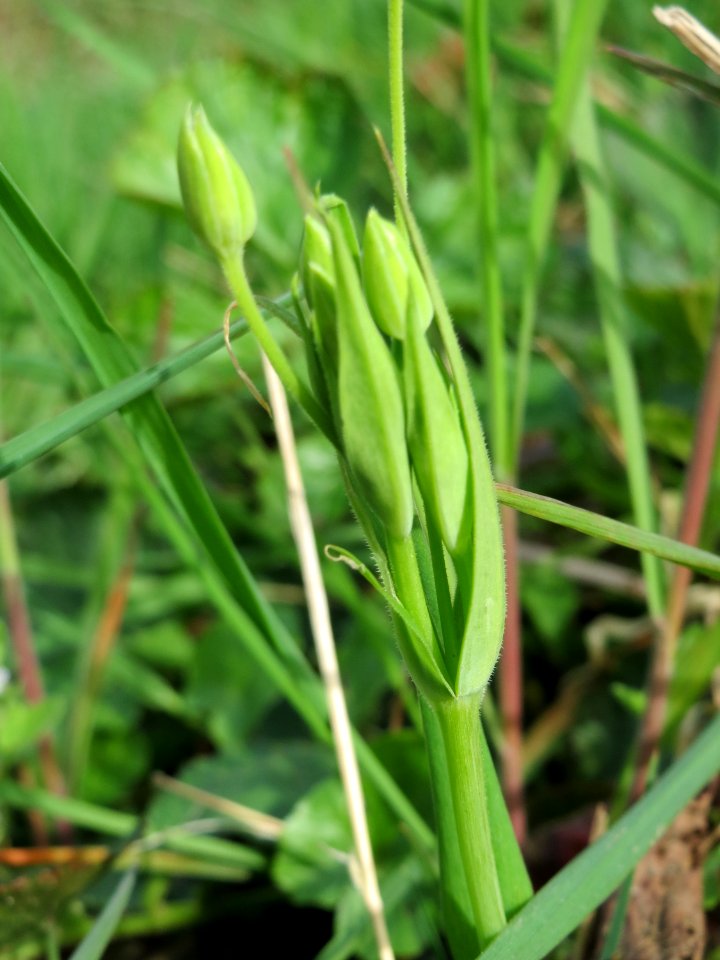 20150413Stellaria_holostea3