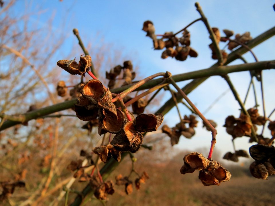 20150213Euonymus_europaeus2