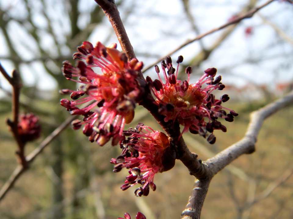 20150308Ulmus_minor7