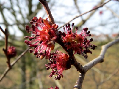 20150308Ulmus_minor7