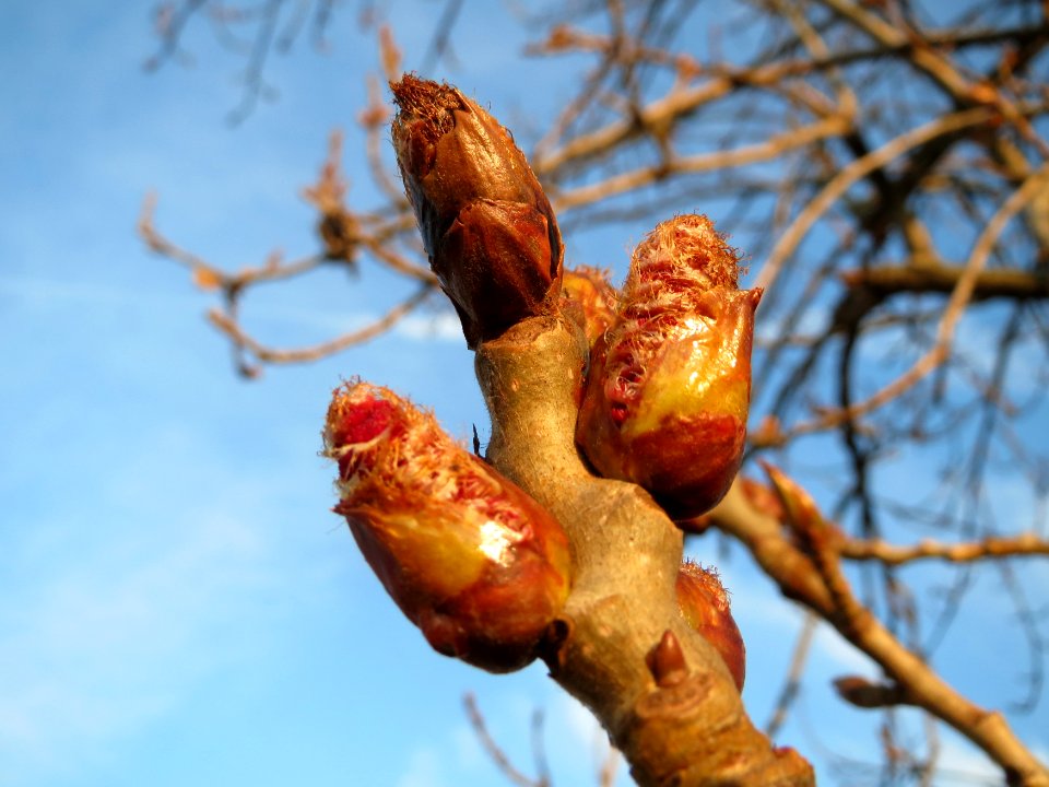 20150316Populus_x_canadensis1