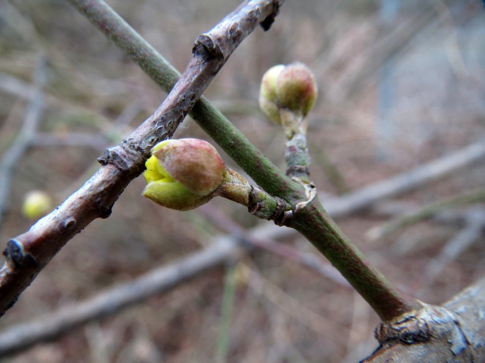 20150218Cornus_mas1