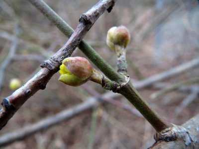20150218Cornus_mas1