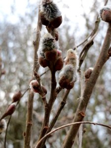 20150315Salix_caprea2