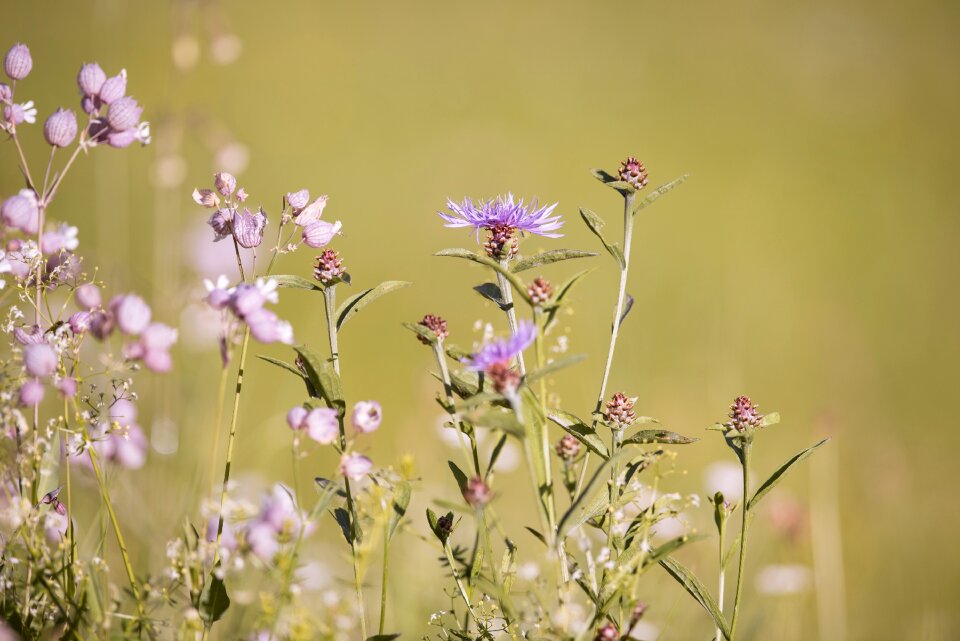 Meadow wildflowers grassland plants
