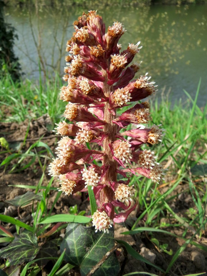 20150413Petasites_hybridus