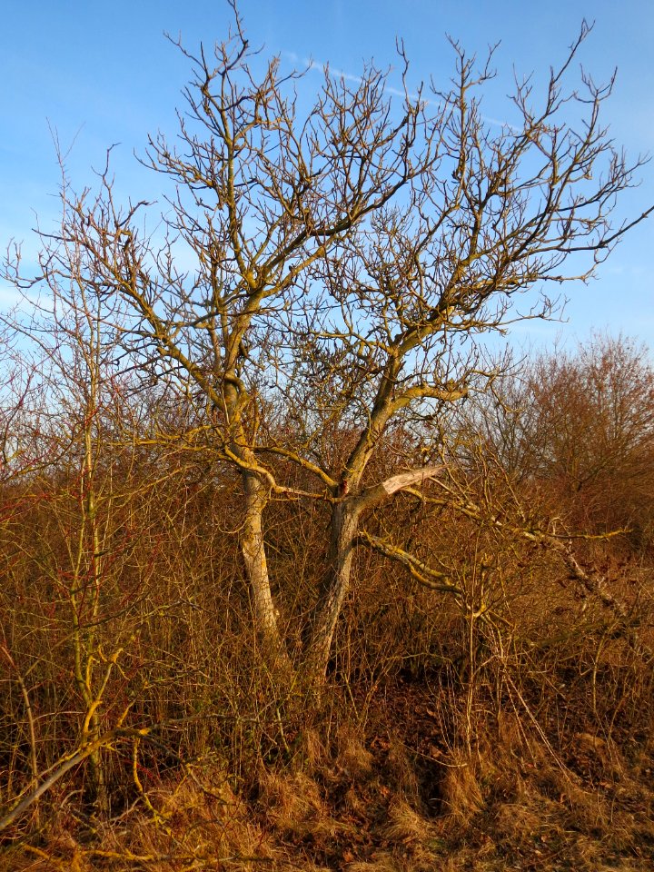 20150213Juglans_regia1