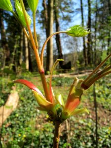 20150414Acer_pseudoplatanus1