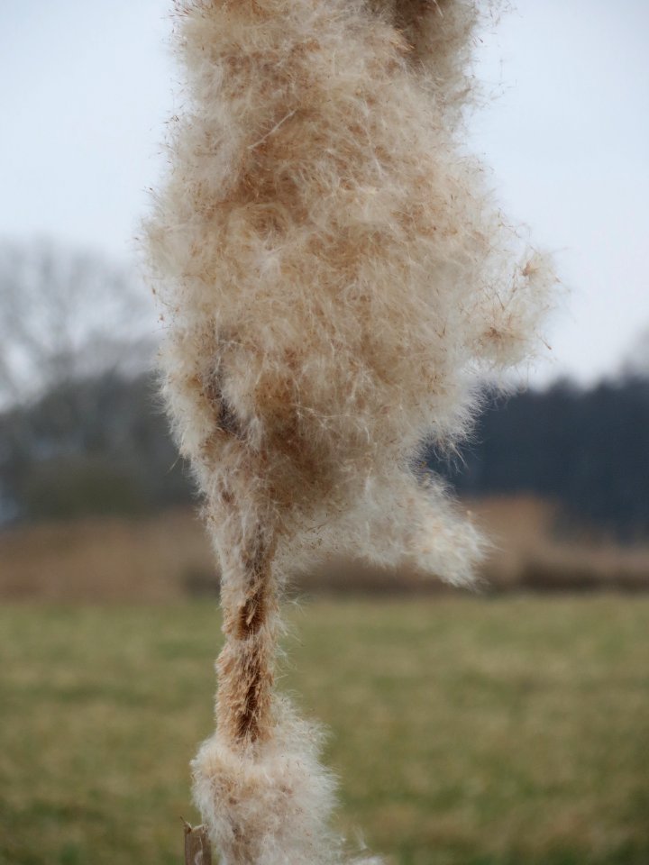 20150315Typha_latifolia2
