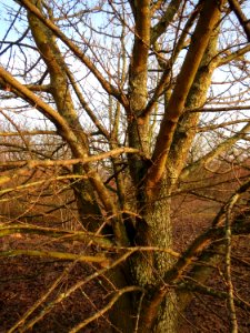 20150213Acer_campestre3